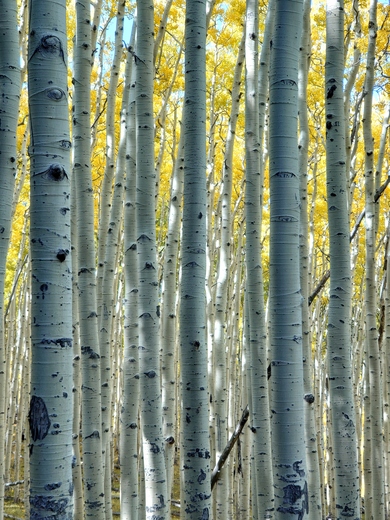Inner Basin Trail