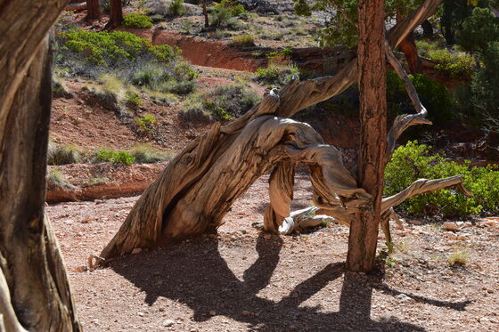 Bryce Canyon National Park