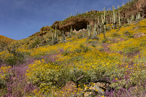 Tonto National Monument