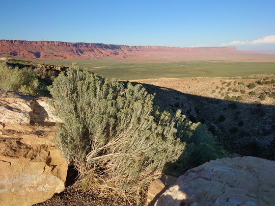 Kaibab National Forest