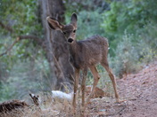 Zion National Park
