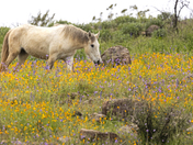 Tonto National Forest