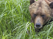 Eye to eye in the Sedge