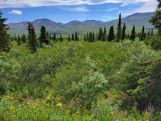 Denali National Park