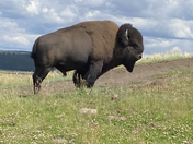 Yellowstone National Park
