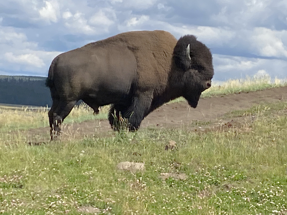 Yellowstone National Park
