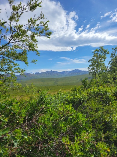 Denali National Park