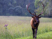 Great Smoky Mountains NP