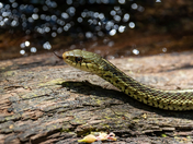 Pisgah National Forest