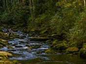 Great Smoky Mountains NP