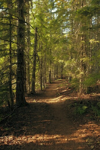 Mount Hood National Forest 