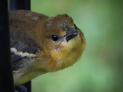 Oriole