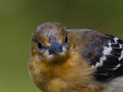 Portrait of Young Oriole