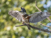 Juvenile Belted Kingfisher 
