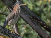 Green Heron Hideout