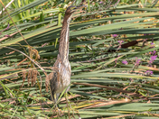 Green Heron STRETCHES it's NECK out like an American Bittern