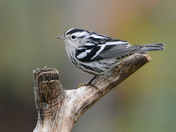 Black-and-White Warbler