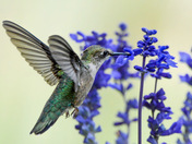 Ruby-Throated Hummingbird