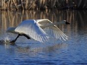 Tundra swan flight launch