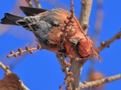 White-winged Crossbill
