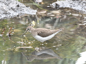 Solitary Sandpiper