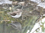 Feeding sandpiper