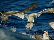 Feeding Frenzy
