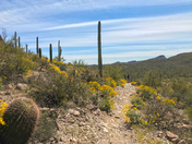 Saguaro National Park