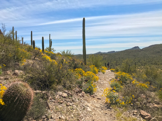 Saguaro National Park