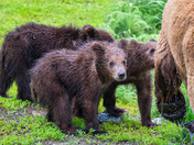 Katmai National Park and Preserve