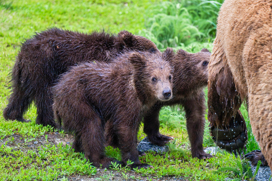 Katmai National Park and Preserve