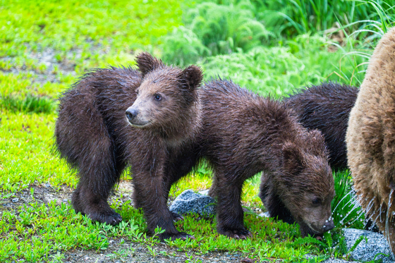 Katmai National Park and Preserve
