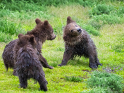 Katmai National Park and Preserve