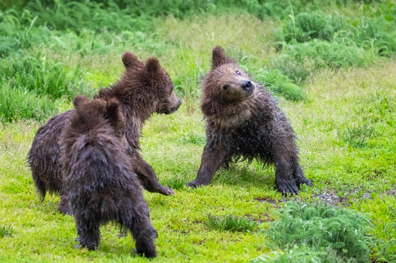 Katmai National Park and Preserve