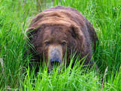 Katmai National Park and Preserve