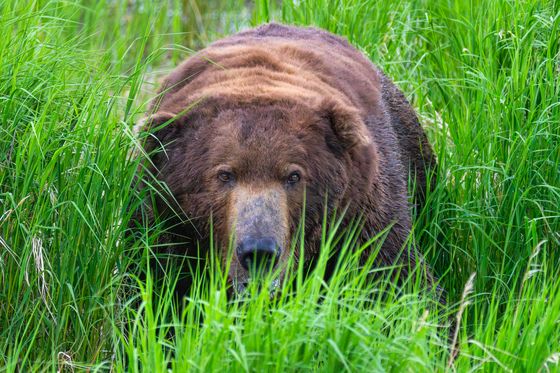Katmai National Park and Preserve