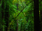 Muir Woods National Monument
