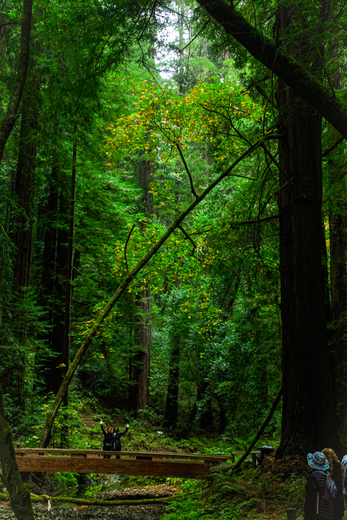 Muir Woods National Monument