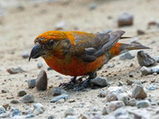 Red Crossbill