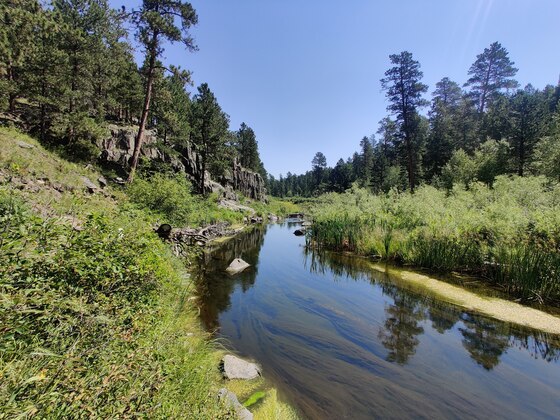 Black Hills National Forest