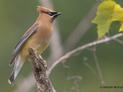 Watching you Watch me...Cedar Waxwing