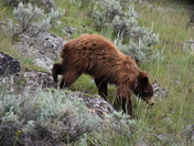 Yellowstone National Park