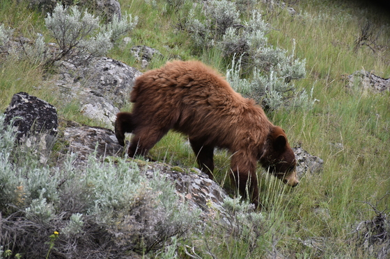 Yellowstone National Park
