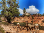 Zion National Park