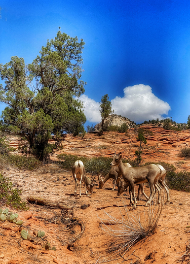 Zion National Park