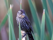 Female Red Winged Blackbird