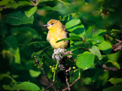 Backyard Oriole