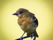 Oriole