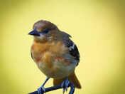Oriole