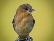 Oriole